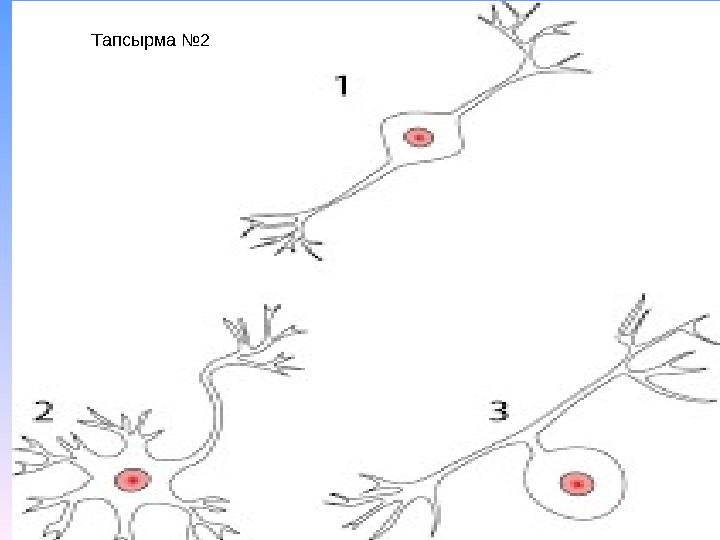Тапсырма №2