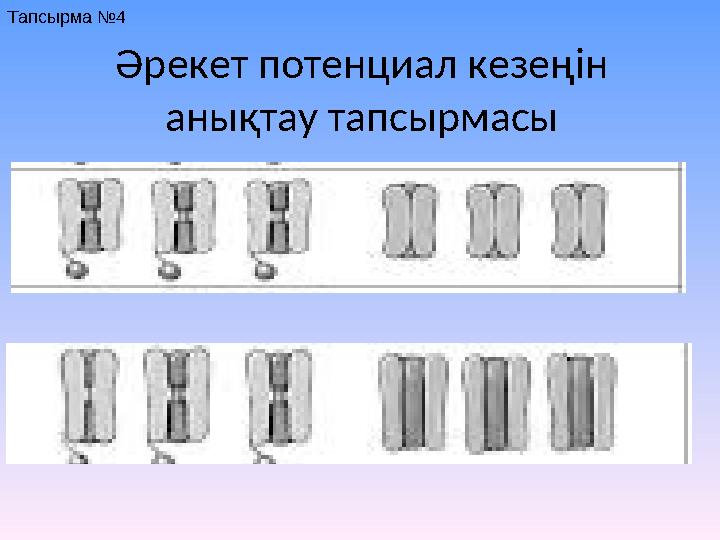 Әрекет потенциал кезеңін анықтау тапсырмасы Тапсырма №4