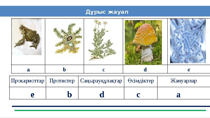 Дұрыс жауап а b c d e Прокариоттар ПротистерСаңырауқұлақтарӨсімдіктер Жануарлар e b d c a