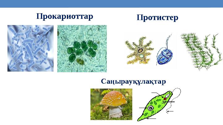 5 Прокариоттар Өсімдктер Протистер Саңырауқұлақтар