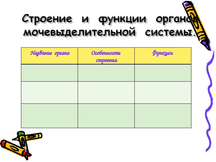 Название органа Особенности строения Функции