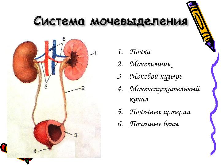 1.Почка 2.Мочеточник 3.Мочевой пузырь 4.Мочеиспускательный канал 5.Почечные артерии 6.Почечные вены