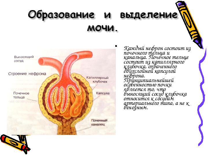 • Каждый нефрон состоит из почечного тельца и канальца. Почечное тельце состоит из капиллярного клубочка, охваченного двухс