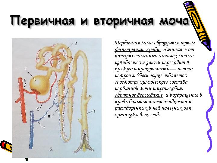 Первичная моча образуется путем фильтрации крови. Начинаясь от капсулы, почечный каналец сильно извивается и затем переходи