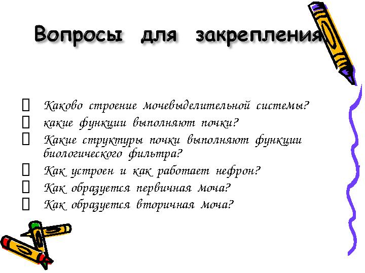 Каково строение мочевыделительной системы? какие функции выполняют почки? Какие структуры почки выполняют функции
