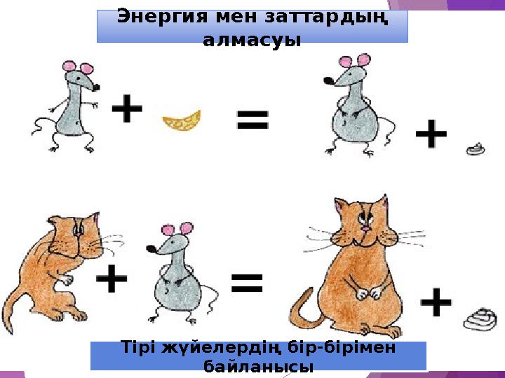 Энергия мен заттардың алмасуы Тірі жүйелердің бір-бірімен байланысы