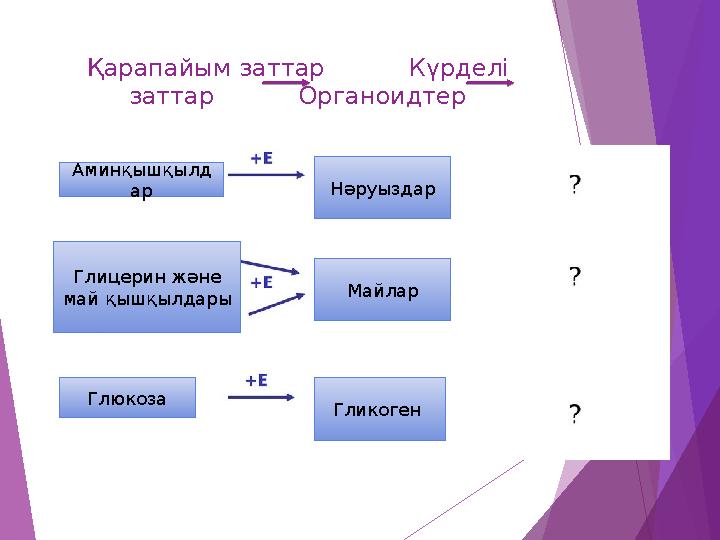 Қарапайым заттар Күрделі заттар Органоидтер Аминқышқылд ар Нәруыздар Глицерин және май қышқылд