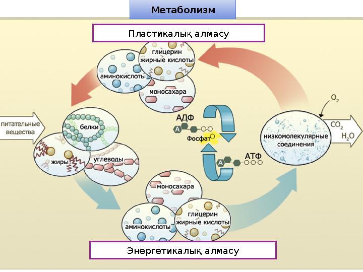Метаболизм Пластикалық алмасу Энергетикалық алмасу