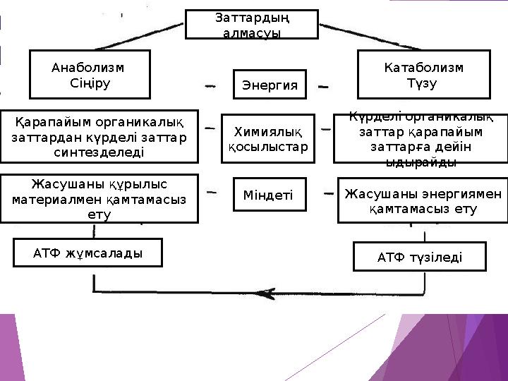 Заттардың алмасуы Анаболизм Сіңіру Катаболизм Түзу Энергия Химиялық қосылыстар Қарапайым органикалық заттардан күр