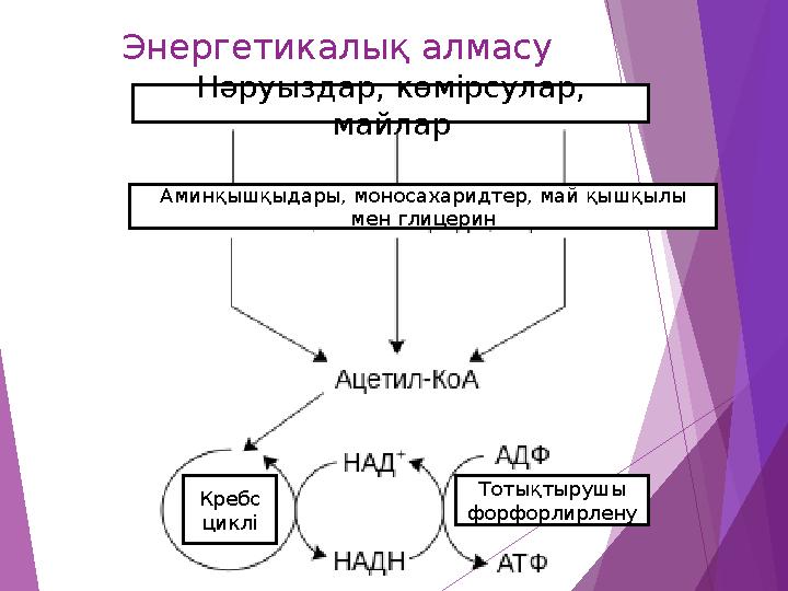 Энергетикалық алмасу Нәруыздар, көмірсулар, майлар Аминқышқыдары, моносахаридтер, май қышқылы мен глицерин Кребс ци