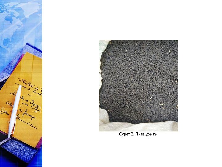 Сурет 2. Пияз ұрығы