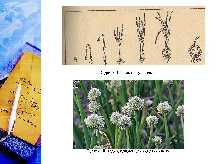 Сурет 3. Пияздың өсу кезеңдері Сурет 4. Пияздың гүлдеуі, ұрыққа дайындығы