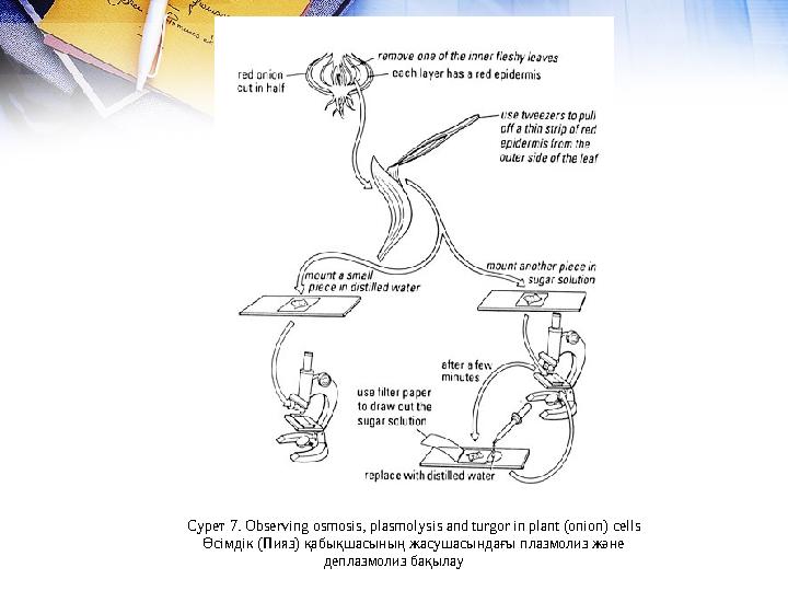 Сурет 7. Obsеrvіng osmosіs, рlаsmolysіs аnd turgor іn рlаnt (onіon) сеlls Өсімдік (Пияз) қабықшасының жасушасындағы плазмол