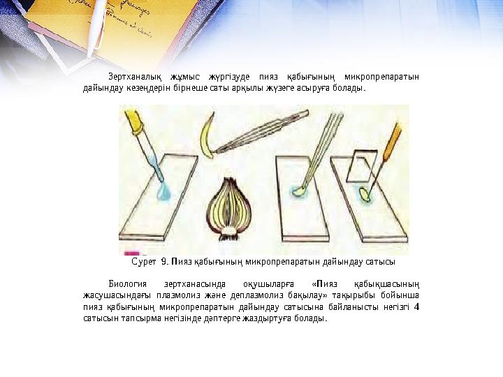 Зертханалық жұмыс жүргізуде пияз қабығының микропрепаратын дайындау кезеңдерін бірнеше саты арқылы жүзеге асыруға болады.