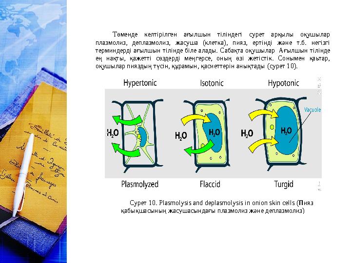 Төменде келтірілген ағылшын тіліндегі сурет арқылы оқушылар плазмолиз, деплазмолиз, жасуша (клетка), пияз, ертінді және т.б. не