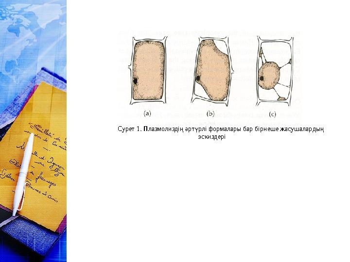 Сурет 1. Плазмолиздің әртүрлі формалары бар бірнеше жасушалардың эскиздері