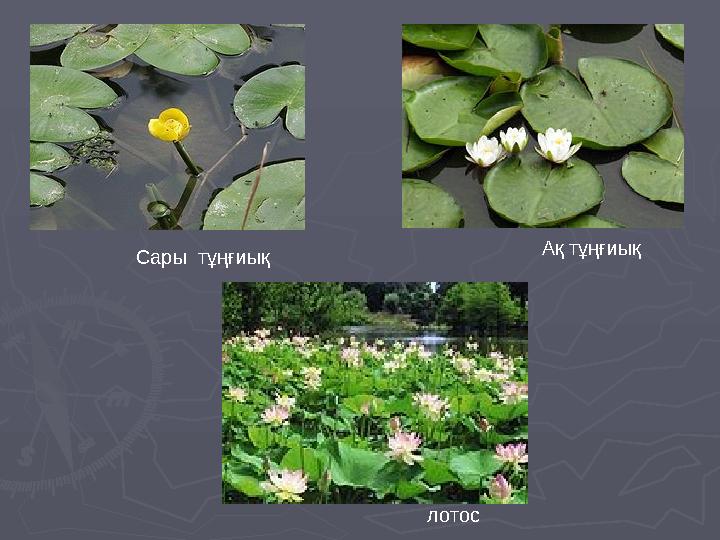 Сары тұңғиық Ақ тұңғиық лотос