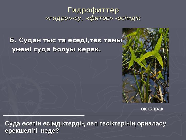 ГидрофиттерГидрофиттер «гидро»-су, «фитос» -өсімдік«гидро»-су, «фитос» -өсімдік Б. Судан тыс та өседі,тек тамыры Б. Судан тыс та