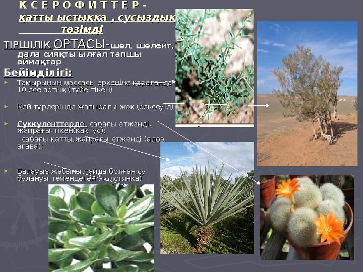 К С Е Р О Ф И Т Т Е Р -К С Е Р О Ф И Т Т Е Р - қатты ыстыққа , сусыздыққақатты ыстыққа , сусыздыққа төзімді