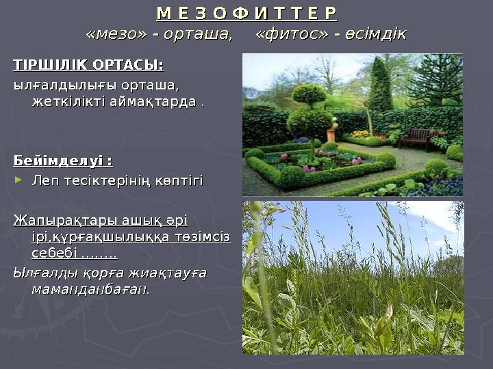 М Е З О Ф И Т Т Е РМ Е З О Ф И Т Т Е Р «мезо» - орташа, «фитос» - өсімдік«мезо» - орташа, «фитос» - өсімдік ТІРШІЛІК ОРТАС