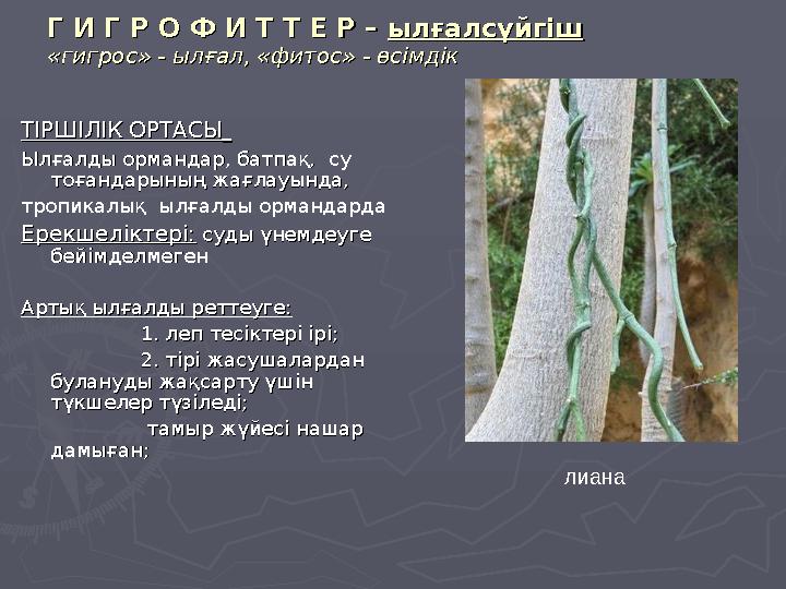 Г И Г Р О Ф И Т Т Е Р – Г И Г Р О Ф И Т Т Е Р – ылғалсүйгішылғалсүйгіш «гигрос» - ылғал, «фитос» - өсімдік«гигрос» - ылғал, «фит