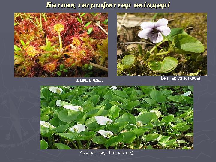 Батпақ гигрофиттер өкілдеріБатпақ гигрофиттер өкілдері Батпақ фиалкасы Аққанаттық (батпақтық) шықшылдақ