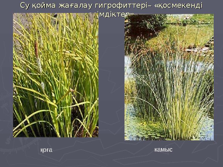 Су қойма жағалау гигрофиттері– «қосмекенді Су қойма жағалау гигрофиттері– «қосмекенді өсімдіктер»өсімдіктер» қоға камыс