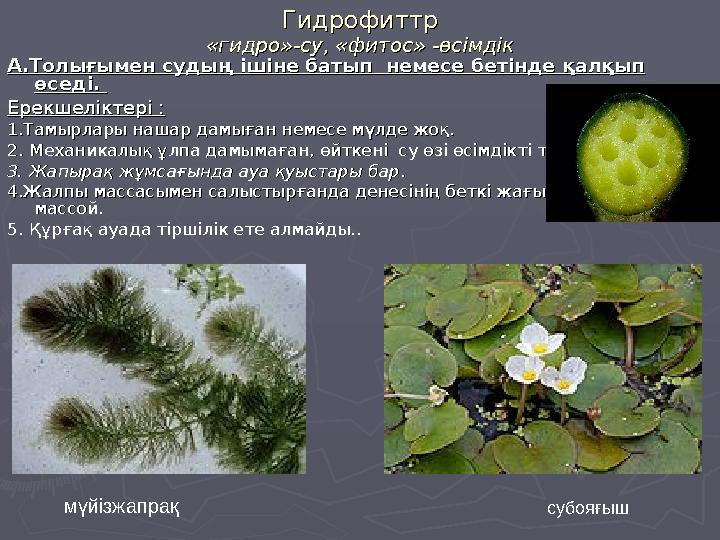 ГидрофиттрГидрофиттр «гидро»-су, «фитос» -өсімдік«гидро»-су, «фитос» -өсімдік А.Толығымен судың ішіне батып немесе бетінде қалқ