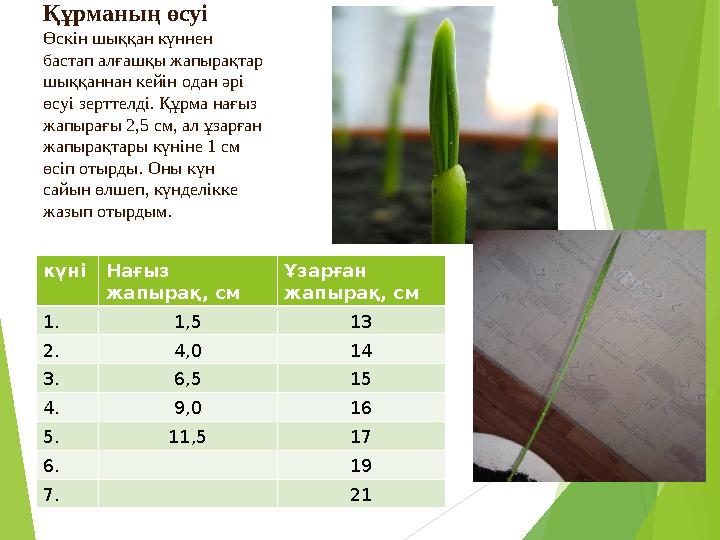 Құрманың өсуі Өскін шыққан күннен бастап алғашқы жапырақтар шыққаннан кейін одан әрі өсуі зерттелді. Құрма нағыз жап