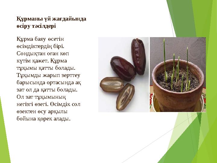 Құрманы үй жағдайында өсіру тәсілдері Құрма баяу өсетін өсімдіктердің бірі. Сондықтан оған көп күтім қажет. Құрма