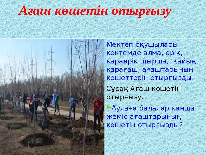 Ағаш көшетін отырғызу Мектеп оқушылары көктемде алма, өрік, қараөрік,шырша, қайың, қарағаш, ағаштарының көшетте
