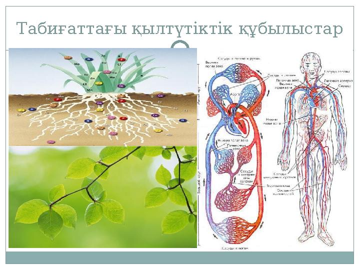 Табиғаттағы қылтүтіктік құбылыстар Табиғаттағы қылтүтіктік құбылыстар
