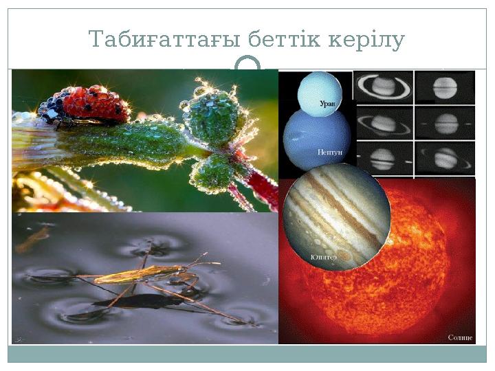 Табиғаттағы беттік керілу Табиғаттағы беттік керілу