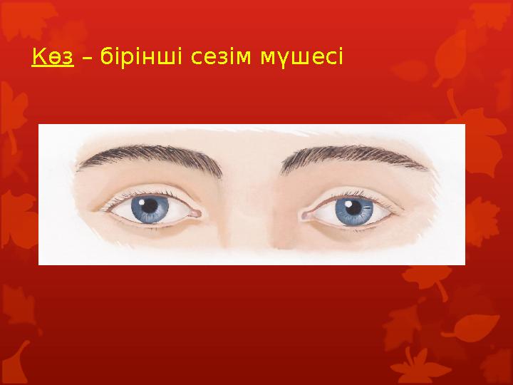 Көз – бірінші сезім мүшесі Көз – бірінші сезім мүшесі