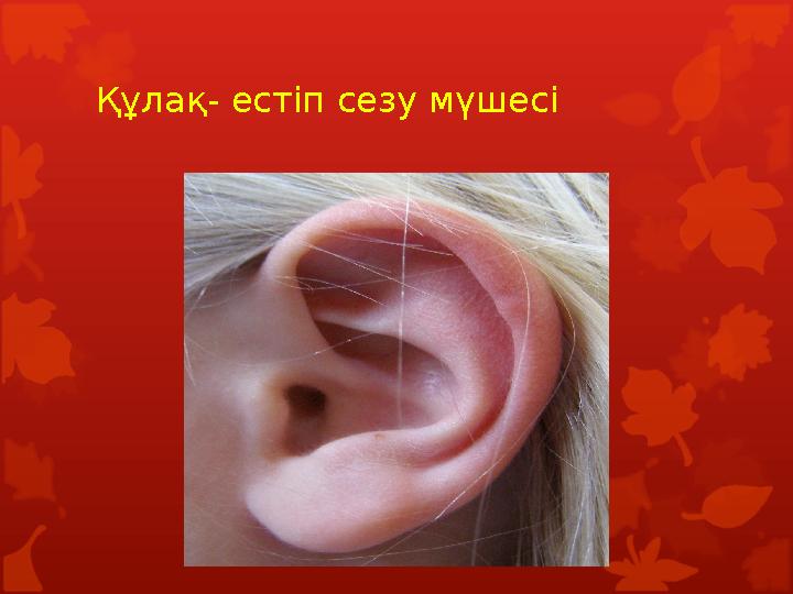Құлақ- естіп сезу мүшесі Құлақ- естіп сезу мүшесі