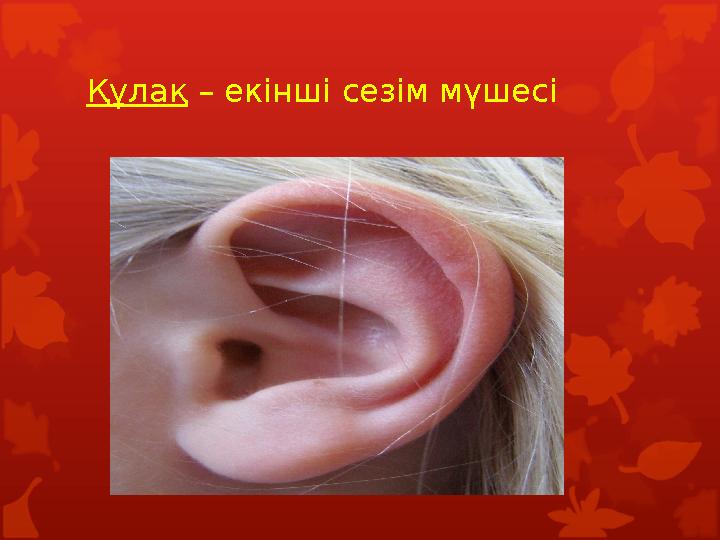 Құлақ – екінші сезім мүшесі Құлақ – екінші сезім мүшесі