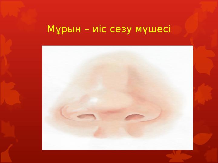 Мұрын – иіс сезу мүшесі Мұрын – иіс сезу мүшесі