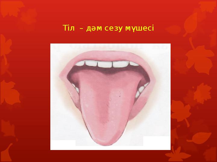 Тіл – дәм сезу мүшесі Тіл – дәм сезу мүшесі