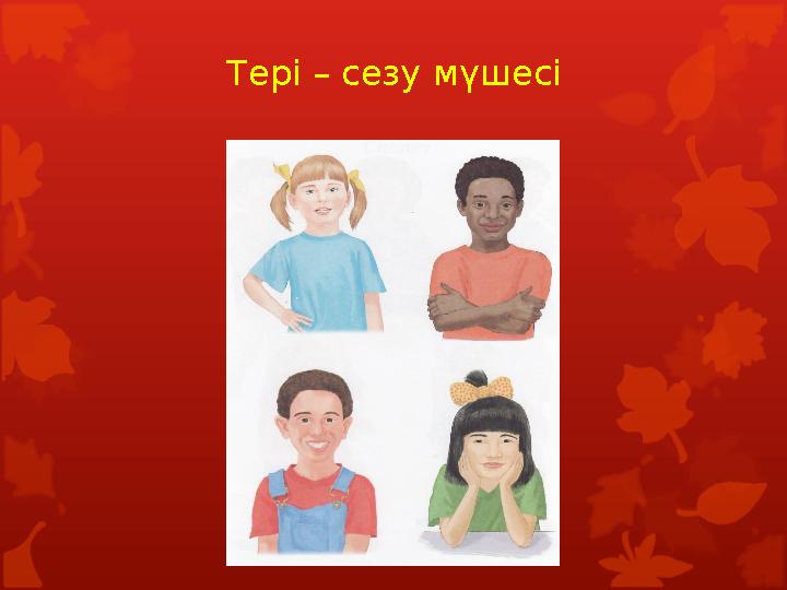 Тері – сезу мүшесі Тері – сезу мүшесі