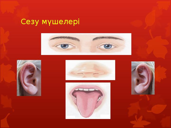 Сезу мүшелері Сезу мүшелері