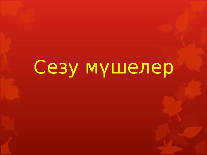Сезу мүшелер Сезу мүшелер