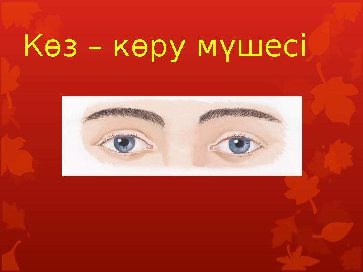 Көз – көру мүшесі Көз – көру мүшесі
