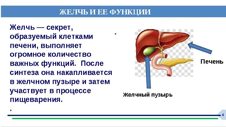 ЖЕЛЧЬ И ЕЕ ФУНКЦИИ . Желчь — секрет, образуемый клетками печени, выполняет огромное количество важных функций. После синте ЖЕЛЧЬ И ЕЕ ФУНКЦИИ . Желчь — секрет, образуемый клетками печени, выполняет огромное количество важных функций. После синте