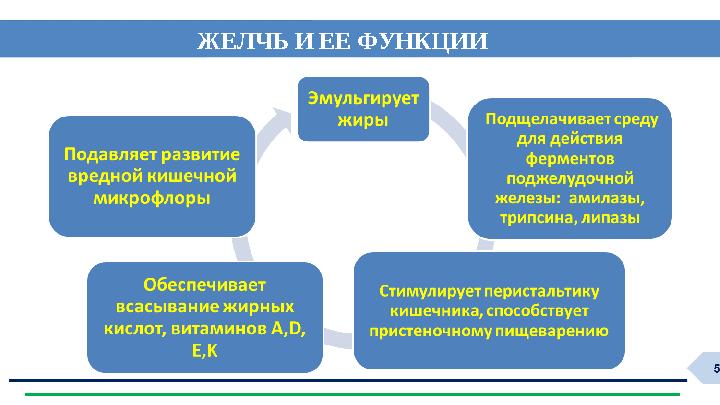 ЖЕЛЧЬ И ЕЕ ФУНКЦИИ ЖЕЛЧЬ И ЕЕ ФУНКЦИИ