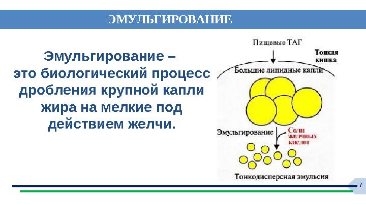 ЭМУЛЬГИРОВАНИЕ Эмульгирование – это биологический процесс дробления крупной капли жира на мелкие под действием желчи. ЭМУЛЬГИРОВАНИЕ Эмульгирование – это биологический процесс дробления крупной капли жира на мелкие под действием желчи.