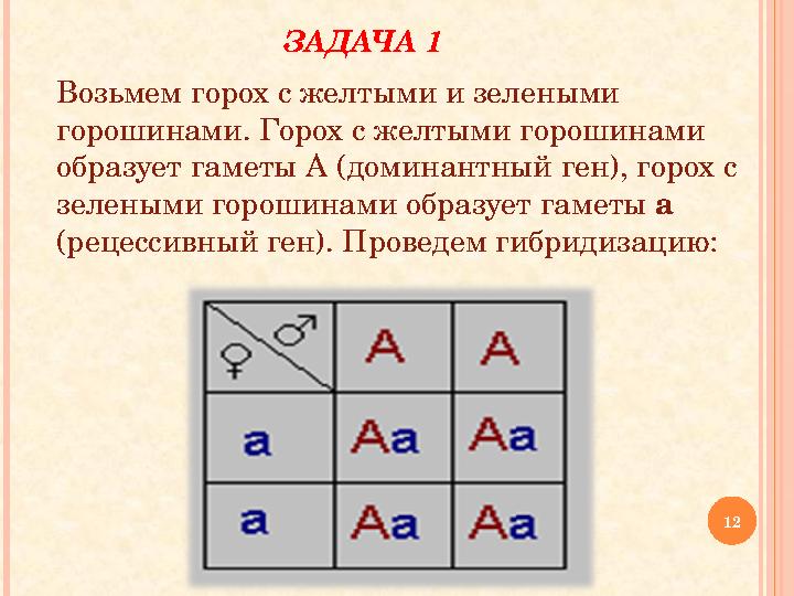 ЗАДАЧА 1 Возьмем горох с желтыми и зелеными горошинами. Горох с желтыми горошинами образует гаметы А (доминантный ген), гор ЗАДАЧА 1 Возьмем горох с желтыми и зелеными горошинами. Горох с желтыми горошинами образует гаметы А (доминантный ген), гор