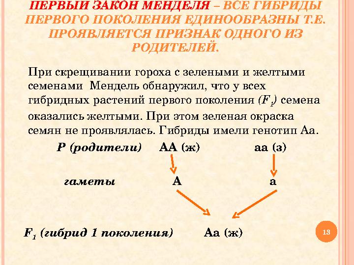 ПЕРВЫЙ ЗАКОН МЕНДЕЛЯ – ВСЕ ГИБРИДЫ ПЕРВОГО ПОКОЛЕНИЯ ЕДИНООБРАЗНЫ Т.Е. ПРОЯВЛЯЕТСЯ ПРИЗНАК ОДНОГО ИЗ РОДИТЕЛЕЙ. При скрещив ПЕРВЫЙ ЗАКОН МЕНДЕЛЯ – ВСЕ ГИБРИДЫ ПЕРВОГО ПОКОЛЕНИЯ ЕДИНООБРАЗНЫ Т.Е. ПРОЯВЛЯЕТСЯ ПРИЗНАК ОДНОГО ИЗ РОДИТЕЛЕЙ. При скрещив