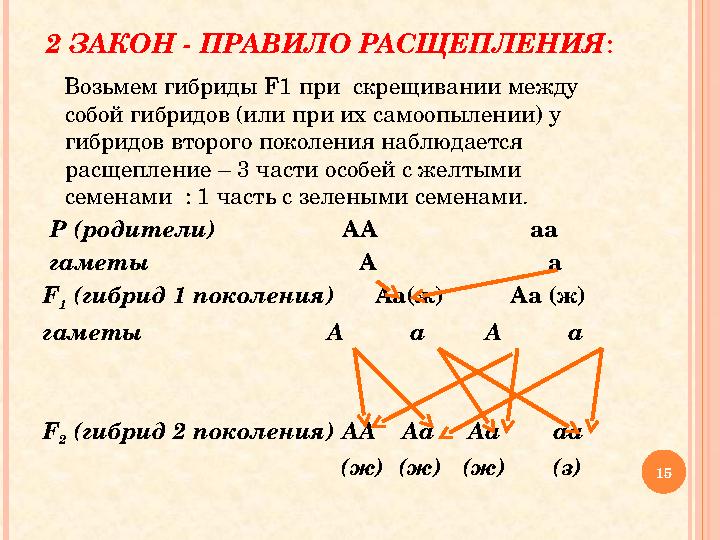 2 ЗАКОН - ПРАВИЛО РАСЩЕПЛЕНИЯ : Возьмем гибриды F1 при скрещивании между собой гибридов (или при их самоопылении) у гибридо 2 ЗАКОН - ПРАВИЛО РАСЩЕПЛЕНИЯ : Возьмем гибриды F1 при скрещивании между собой гибридов (или при их самоопылении) у гибридо