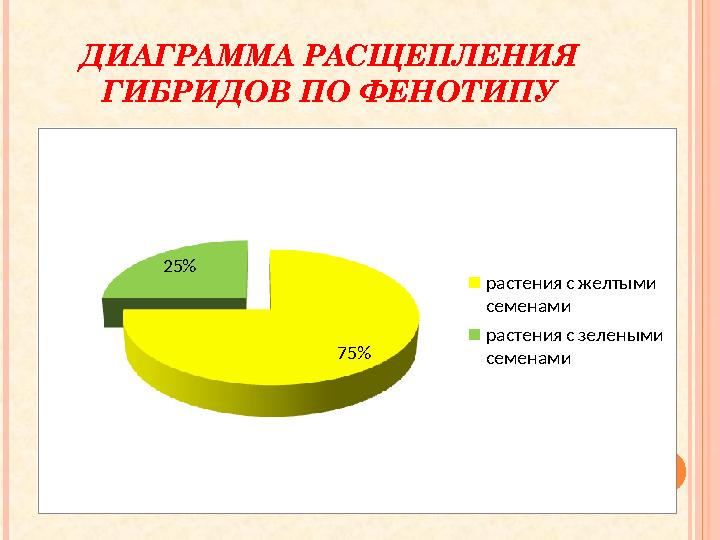 ДИАГРАММА РАСЩЕПЛЕНИЯ ГИБРИДОВ ПО ФЕНОТИПУ 75% 25% растения с желтыми семенами растения с зелеными семенами 18 ДИАГРАММА РАСЩЕПЛЕНИЯ ГИБРИДОВ ПО ФЕНОТИПУ 75% 25% растения с желтыми семенами растения с зелеными семенами 18