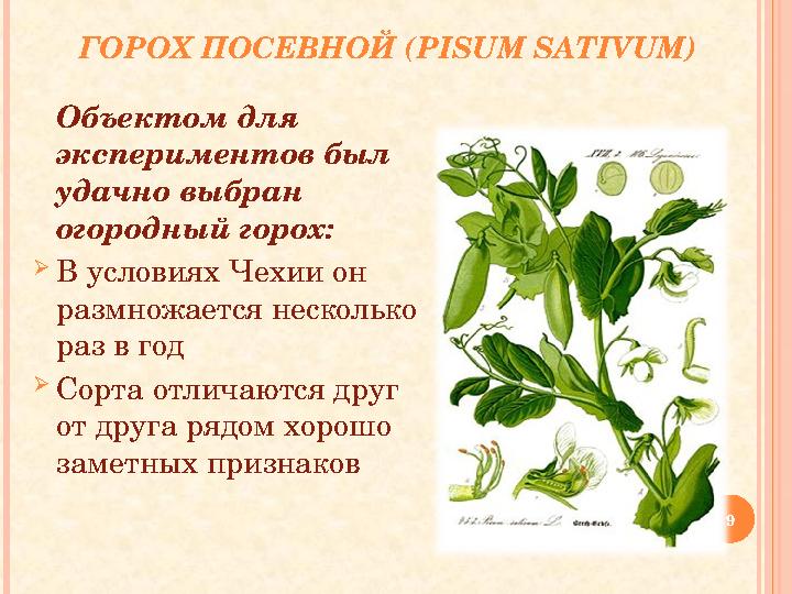 ГОРОХ ПОСЕВНОЙ ( PISUM SATIVUM) Объектом для экспериментов был удачно выбран огородный горох: В условиях Чехии он размнож ГОРОХ ПОСЕВНОЙ ( PISUM SATIVUM) Объектом для экспериментов был удачно выбран огородный горох: В условиях Чехии он размнож